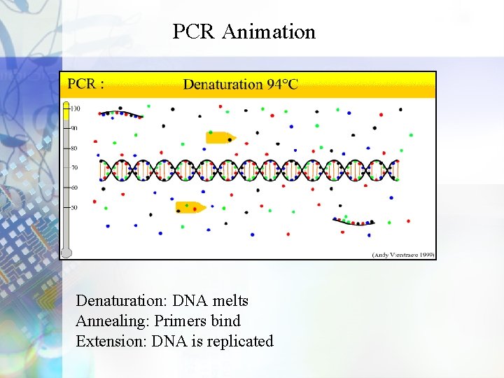PCR Animation Denaturation: DNA melts Annealing: Primers bind Extension: DNA is replicated 