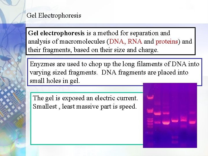 Gel Electrophoresis Gel electrophoresis is a method for separation and analysis of macromolecules (DNA,