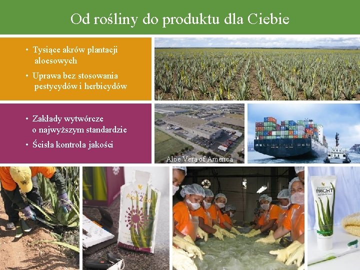 Od rośliny do produktu dla Ciebie • Tysiące akrów plantacji aloesowych • Uprawa bez