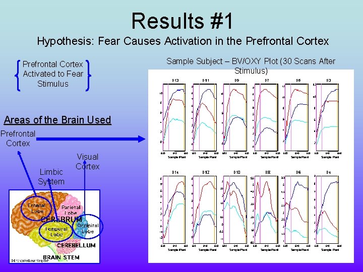 Results #1 Hypothesis: Fear Causes Activation in the Prefrontal Cortex Activated to Fear Stimulus