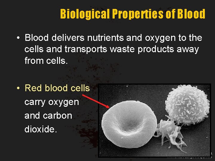 Biological Properties of Blood • Blood delivers nutrients and oxygen to the cells and
