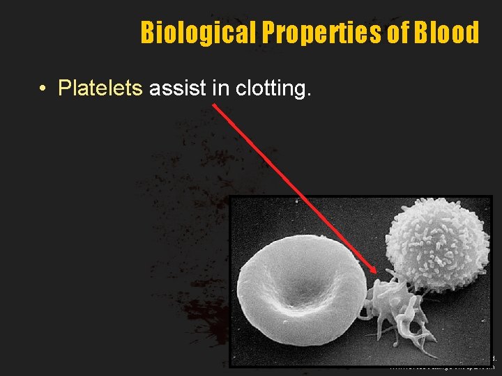 Biological Properties of Blood • Platelets assist in clotting. Copyright © 2013 Crosscutting Concepts,