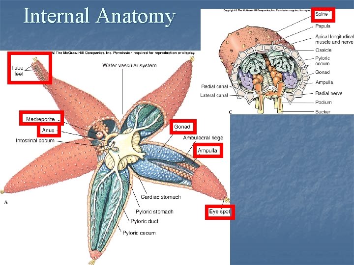 Internal Anatomy 