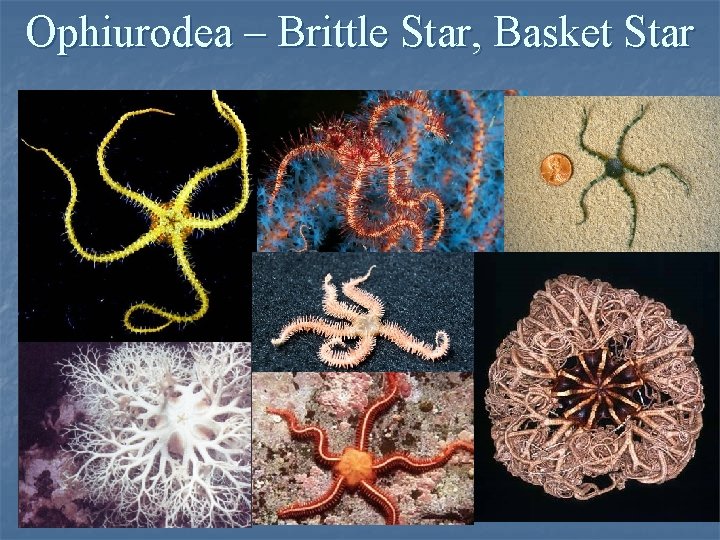 Ophiurodea – Brittle Star, Basket Star 