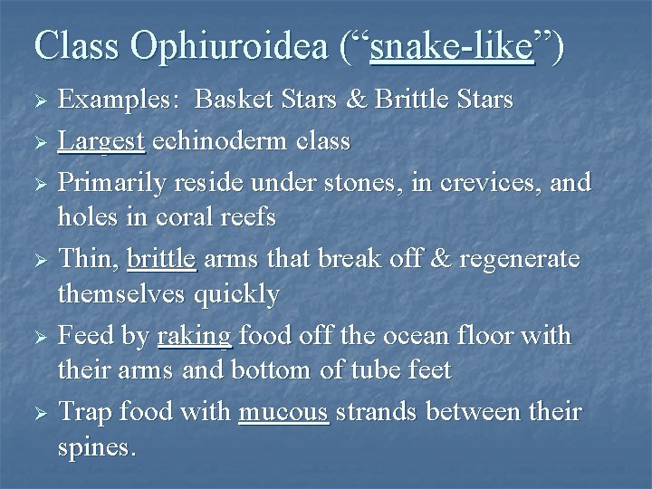 Class Ophiuroidea (“snake-like”) Examples: Basket Stars & Brittle Stars Ø Largest echinoderm class Ø