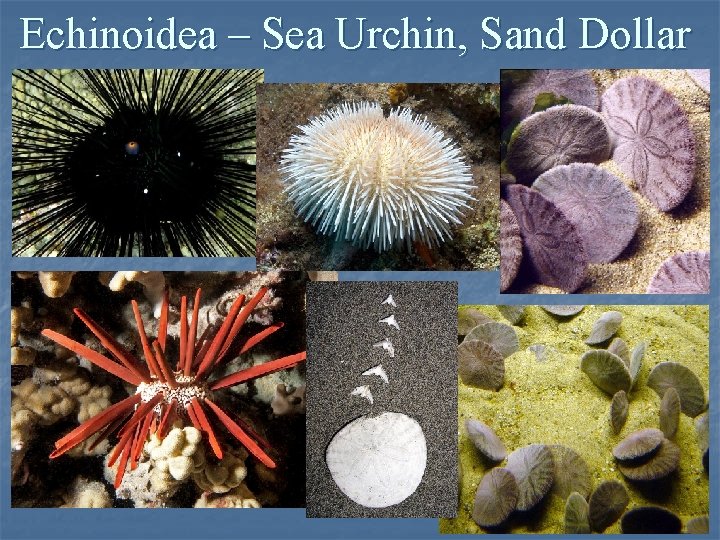 Echinoidea – Sea Urchin, Sand Dollar Echinoidea – Sea Urchin, Sand Dollar