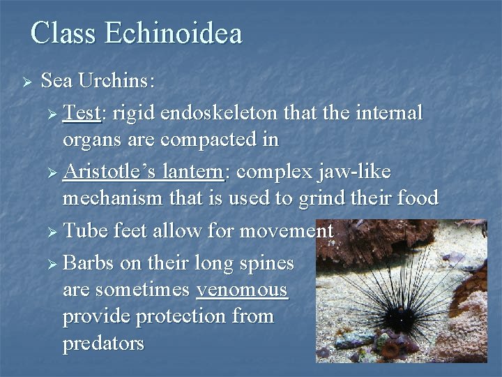 Class Echinoidea Ø Sea Urchins: Ø Test: rigid endoskeleton that the internal organs are