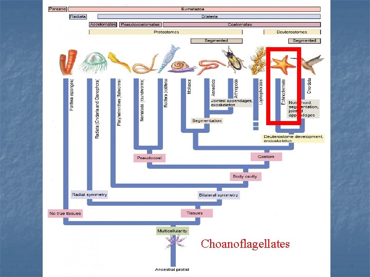 Choanoflagellates 