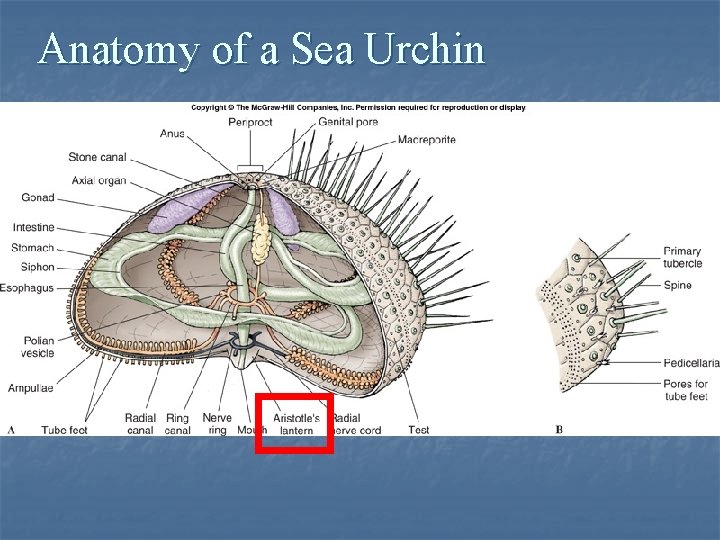 Anatomy of a Sea Urchin 