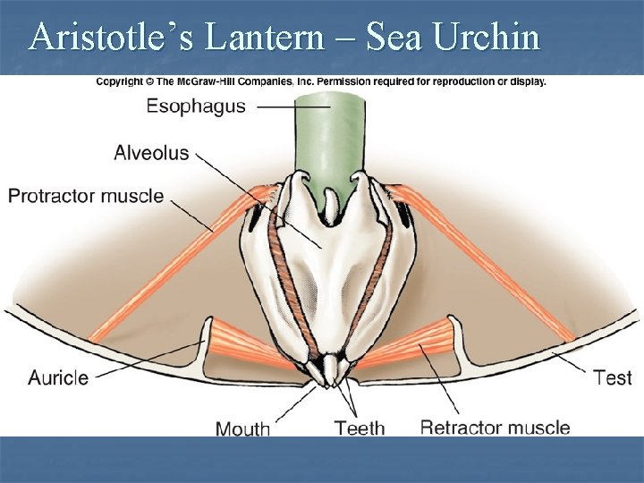 Aristotle’s Lantern – Sea Urchin 