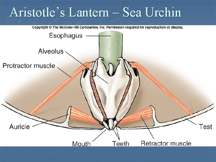 Aristotle’s Lantern – Sea Urchin Aristotle’s Lantern – Sea Urchin