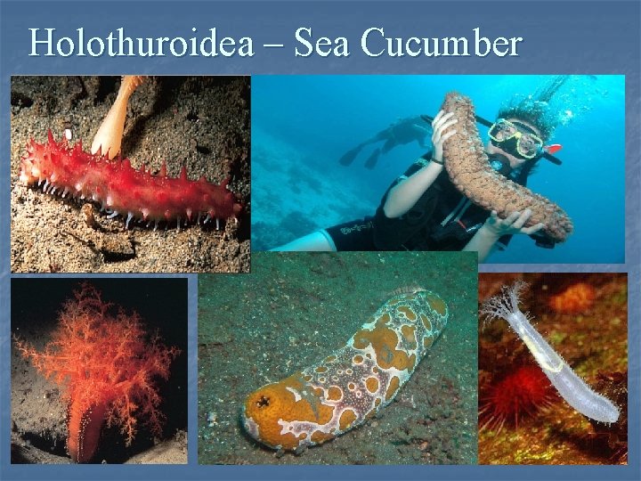 Holothuroidea – Sea Cucumber 