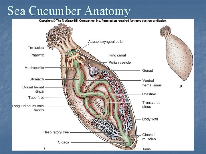 Sea Cucumber Anatomy 