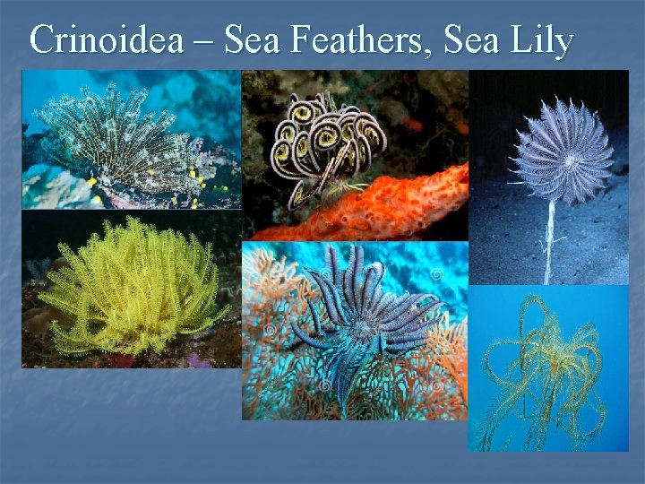 Crinoidea – Sea Feathers, Sea Lily Crinoidea – Sea Feathers, Sea Lily