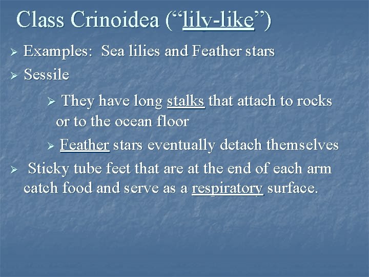 Class Crinoidea (“lily-like”) Examples: Sea lilies and Feather stars Ø Sessile Ø They have