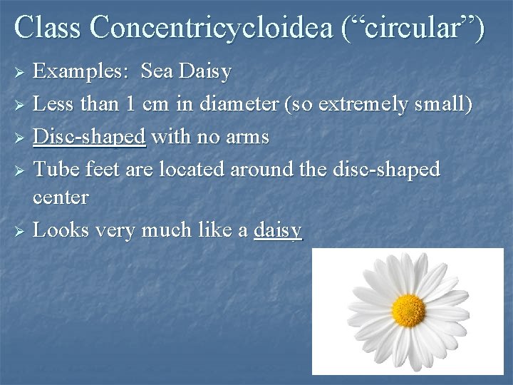 Class Concentricycloidea (“circular”) Examples: Sea Daisy Ø Less than 1 cm in diameter (so