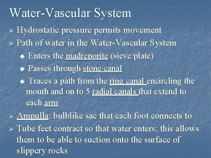 Water-Vascular System Ø Ø Hydrostatic pressure permits movement Path of water in the Water-Vascular