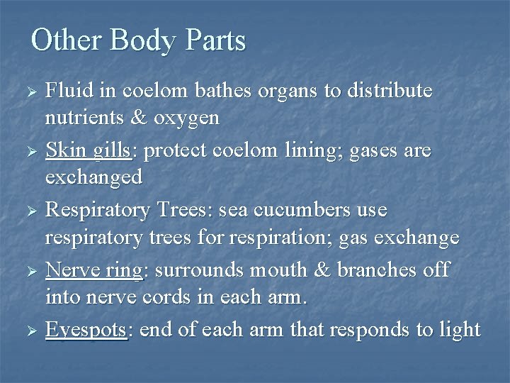 Other Body Parts Fluid in coelom bathes organs to distribute nutrients & oxygen Ø Other Body Parts Fluid in coelom bathes organs to distribute nutrients & oxygen Ø