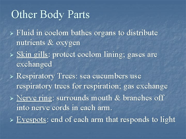 Other Body Parts Fluid in coelom bathes organs to distribute nutrients & oxygen Ø