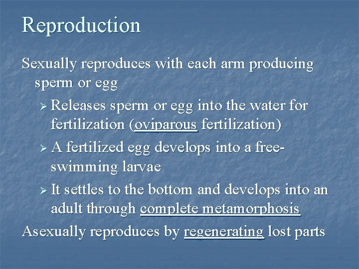 Reproduction Sexually reproduces with each arm producing sperm or egg Ø Releases sperm or