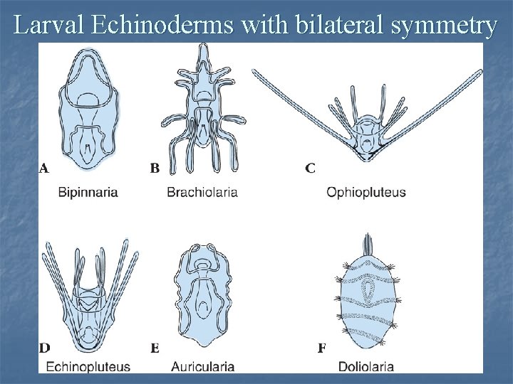Larval Echinoderms with bilateral symmetry Larval Echinoderms with bilateral symmetry