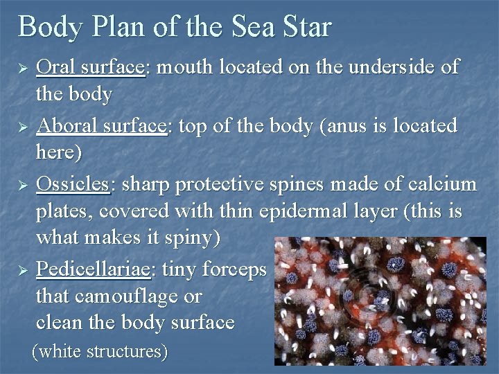 Body Plan of the Sea Star Oral surface: mouth located on the underside of Body Plan of the Sea Star Oral surface: mouth located on the underside of