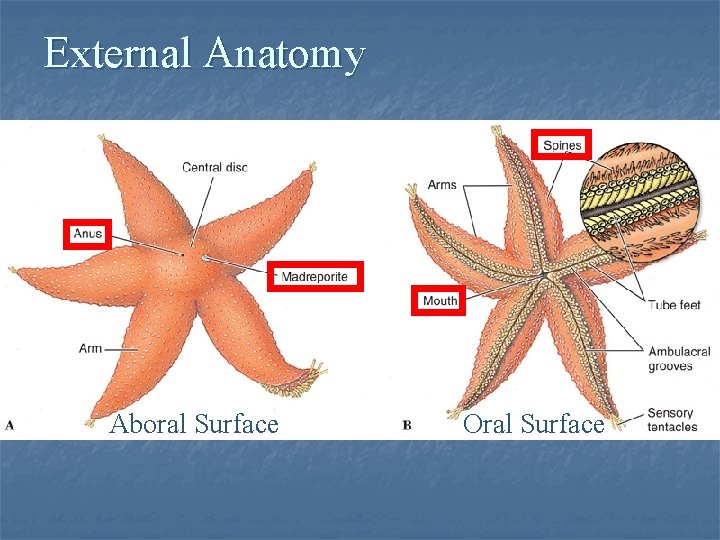 External Anatomy Aboral Surface Oral Surface 