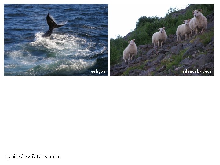 velryba typická zvířata Islandu islandská ovce 