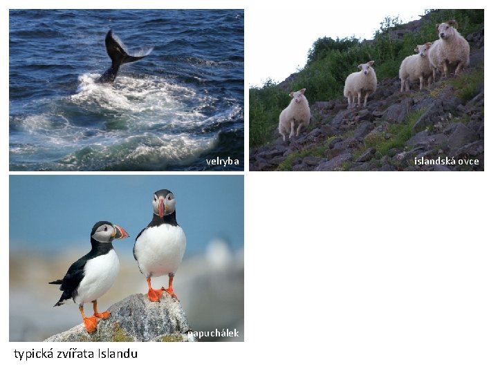 velryba papuchálek typická zvířata Islandu islandská ovce 