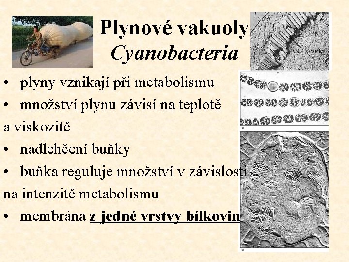Plynové vakuoly Cyanobacteria • plyny vznikají při metabolismu • množství plynu závisí na teplotě