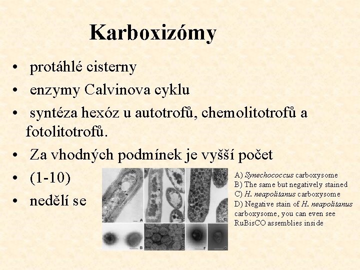 Karboxizómy • protáhlé cisterny • enzymy Calvinova cyklu • syntéza hexóz u autotrofů, chemolitotrofů