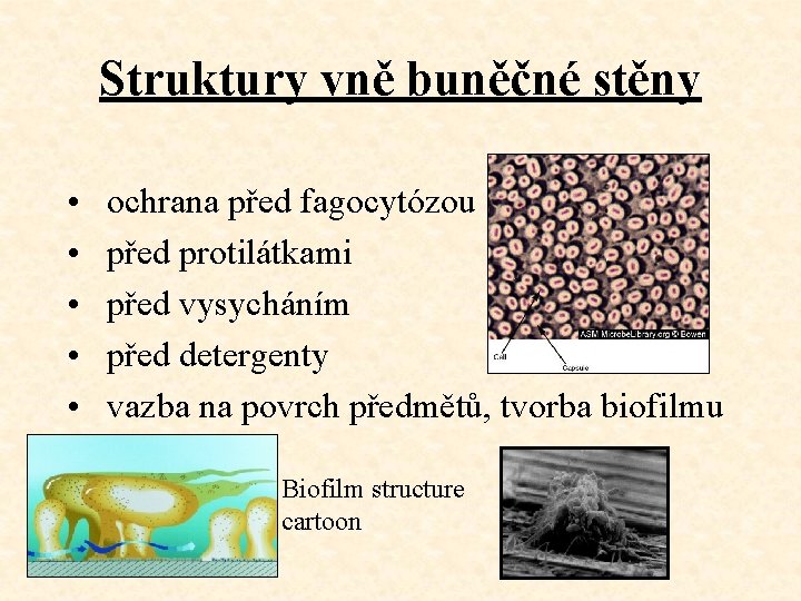 Struktury vně buněčné stěny • • • ochrana před fagocytózou před protilátkami před vysycháním