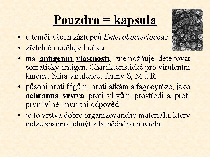 Pouzdro = kapsula • u téměř všech zástupců Enterobacteriaceae • zřetelně odděluje buňku •