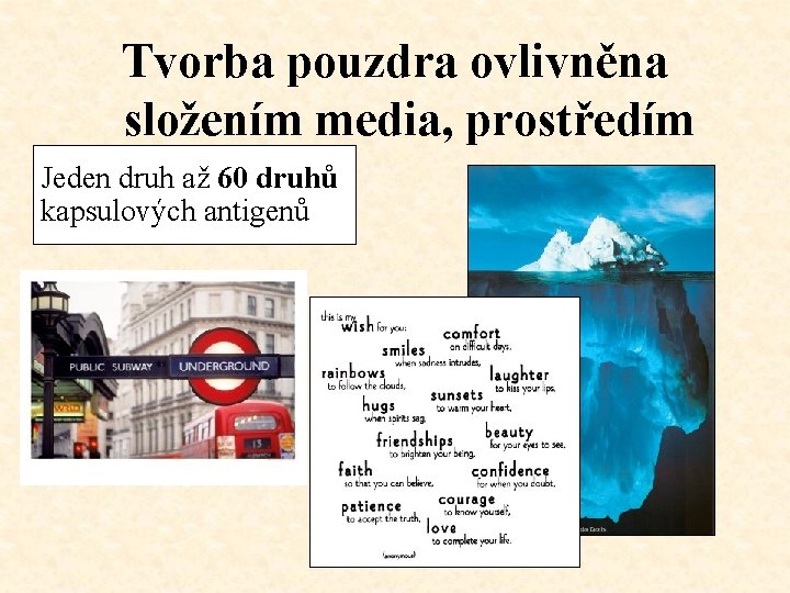 Tvorba pouzdra ovlivněna složením media, prostředím Jeden druh až 60 druhů kapsulových antigenů 