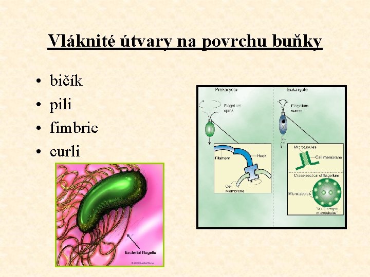 Vláknité útvary na povrchu buňky • • bičík pili fimbrie curli 