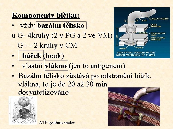 Komponenty bičíku: • vždy bazální tělísko – u G- 4 kruhy (2 v PG