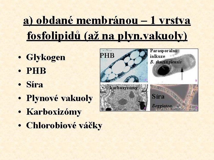 a) obdané membránou – 1 vrstva fosfolipidů (až na plyn. vakuoly) • • •
