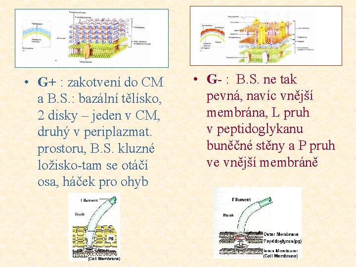  • G+ : zakotvení do CM a B. S. : bazální tělísko, 2