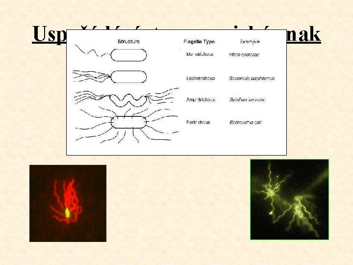 Uspořádání: taxonomický znak 