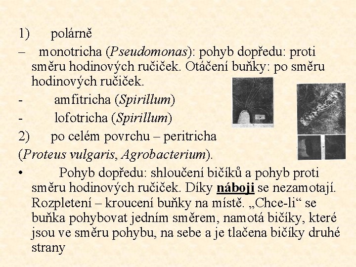 1) polárně – monotricha (Pseudomonas): pohyb dopředu: proti směru hodinových ručiček. Otáčení buňky: po