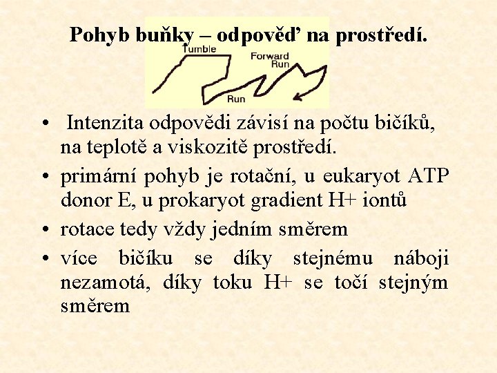 Pohyb buňky – odpověď na prostředí. • Intenzita odpovědi závisí na počtu bičíků, na