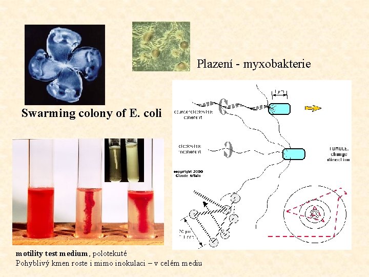 Plazení - myxobakterie Swarming colony of E. coli motility test medium, polotekuté Pohyblivý kmen