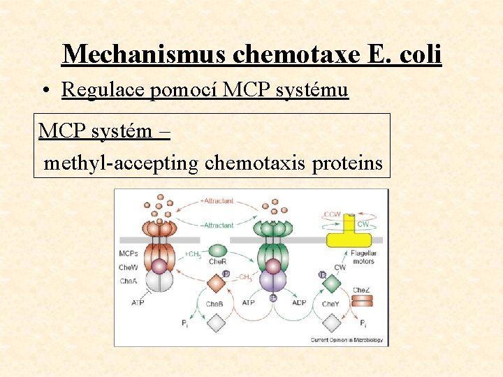 Mechanismus chemotaxe E. coli • Regulace pomocí MCP systému MCP systém – methyl-accepting chemotaxis