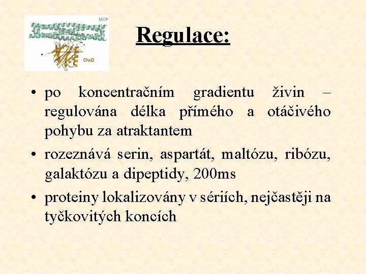 Regulace: • po koncentračním gradientu živin – regulována délka přímého a otáčivého pohybu za