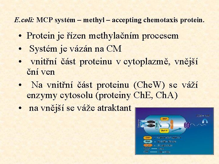 E. coli: MCP systém – methyl – accepting chemotaxis protein. • Protein je řízen