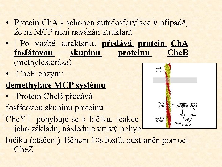  • Protein Ch. A - schopen autofosforylace v případě, že na MCP není