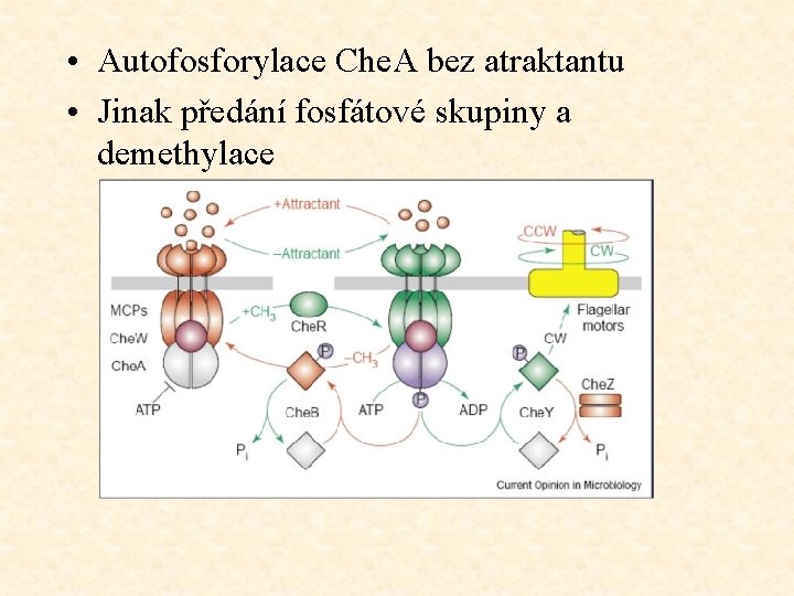  • Autofosforylace Che. A bez atraktantu • Jinak předání fosfátové skupiny a demethylace