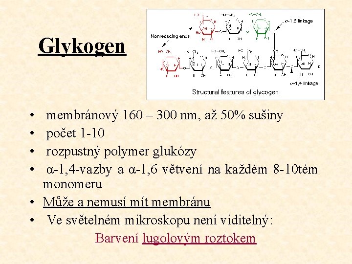 Glykogen • • membránový 160 – 300 nm, až 50% sušiny počet 1 -10