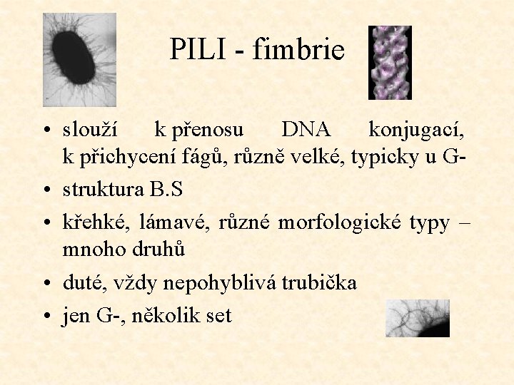 PILI - fimbrie • slouží k přenosu DNA konjugací, k přichycení fágů, různě velké,