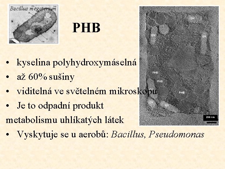 Bacillus megaterium PHB • kyselina polyhydroxymáselná • až 60% sušiny • viditelná ve světelném